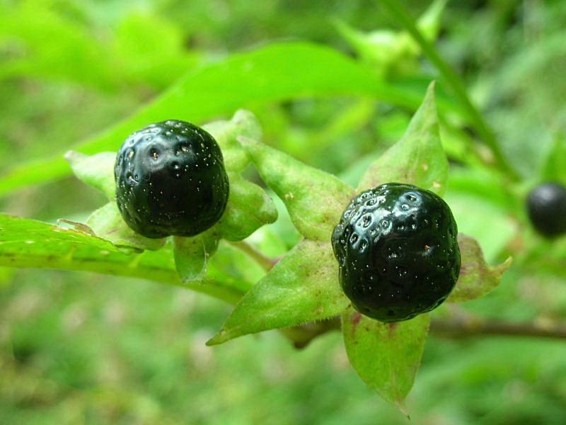 Atropa bella-donna / Belladonna